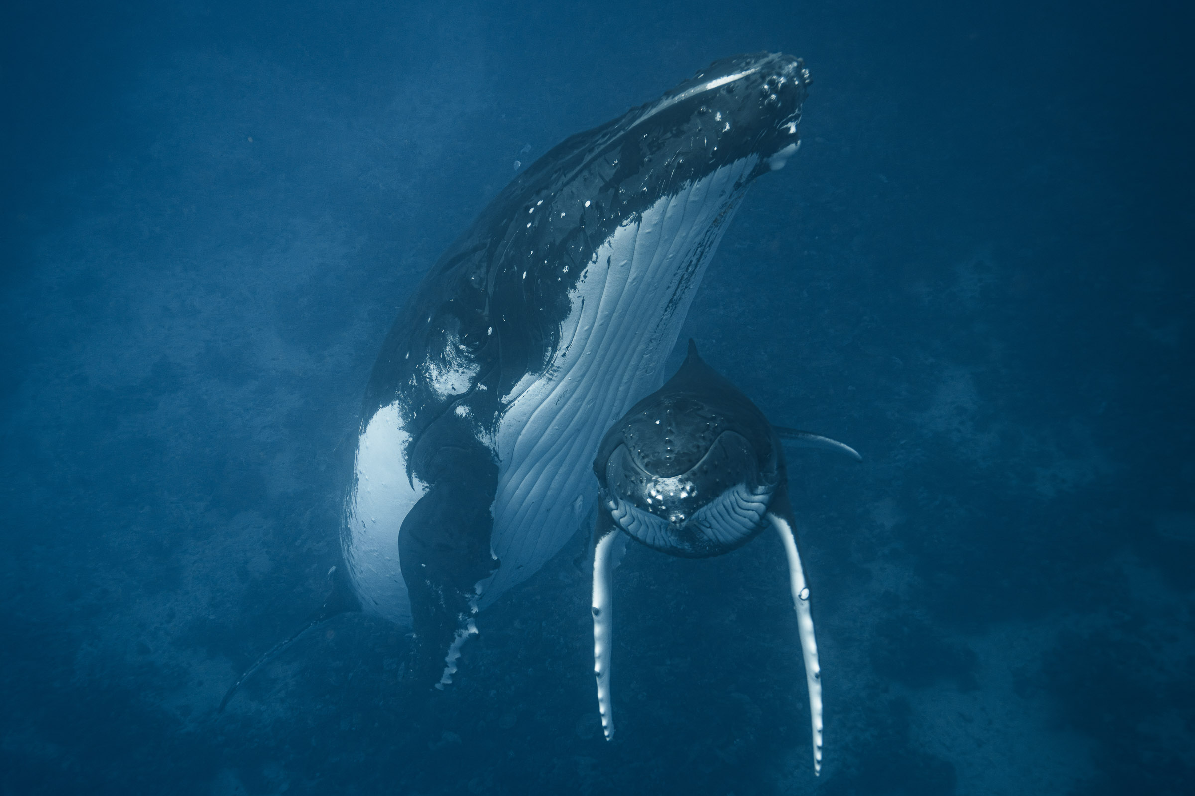Maman baleine et son baleineau — Moorea